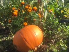 Allotment/Veg patch thread 11 'We bid  farewell to rainbow leaves but will keep plotting along'