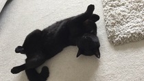 So I went to the adoption centre