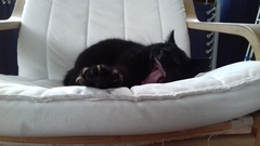 Frugaleers Still Saving  into September