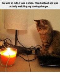 Can we have a funny cat stuff from the web thread?