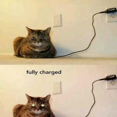 Can we have a funny cat stuff from the web thread?