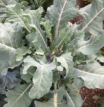 Allotment/Veg patch thread 11 'We bid  farewell to rainbow leaves but will keep plotting along'