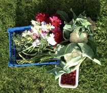 Allotment?Veg Patch Thread 10 - Plotmenters  busy into summer ! and loving James Wong
