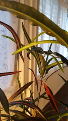 Plant advice for plant killer
