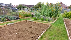 Allotment?Veg Patch Thread 10 - Plotmenters  busy into summer ! and loving James Wong