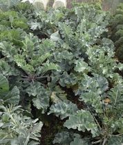 Allotment/Veg patch thread 11 'We bid  farewell to rainbow leaves but will keep plotting along'