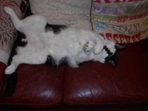 Cats still catting away part 5