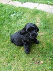 Puppy names