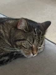 Frugaleers Still Saving  into September