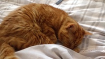 Trying to collect cat urine ...anyone find this easy?