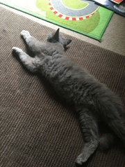 To think cats are middle class?