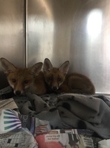 To help a mangy scrap of fox UPDATE