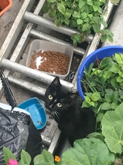 Cats still catting away part 5