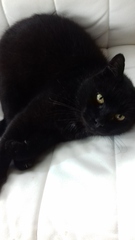 Frugaleers Still Saving  into September