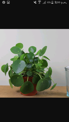 House plant