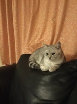 Best breed for indoor cat?