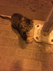 Friendly stray abroad