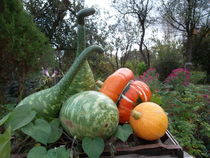 Weight Watchers want you to share your autumn and winter healthy living triumphs and/or pitfalls - £300 voucher to be won! NOW CLOSED