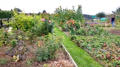 Allotment?Veg Patch Thread 10 - Plotmenters  busy into summer ! and loving James Wong