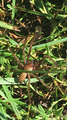 To show you a picture of a spider