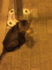Friendly stray abroad