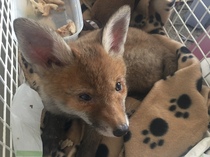 To help a mangy scrap of fox UPDATE