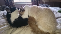 Cats still catting away part 5