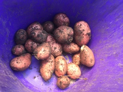 Allotment/Veg patch thread 11 'We bid  farewell to rainbow leaves but will keep plotting along'