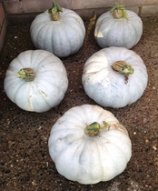 Allotment?Veg Patch Thread 10 - Plotmenters  busy into summer ! and loving James Wong