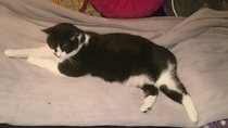 Cats still catting away part 5