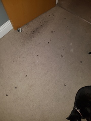 Cat shedding tufts of hair