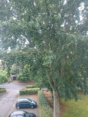 What's this tree?
