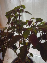 just planted out my poinsettia