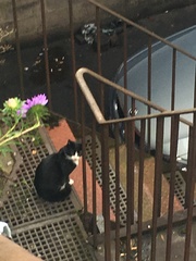 Cats still catting away part 5
