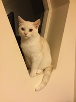 Best breed for indoor cat?