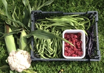 Allotment?Veg Patch Thread 10 - Plotmenters  busy into summer ! and loving James Wong