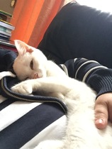 What I wasn't expecting when I got cats