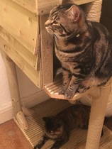 Cats still catting away part 5