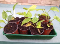 The first rule of potting shed is YOU ALWAYS talk about potting shed. The thread continues.
