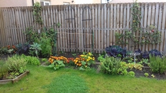 Allotment/Veg patch thread 11 'We bid  farewell to rainbow leaves but will keep plotting along'