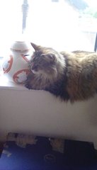 Cats still catting away part 5