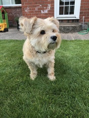 Inheriting a dog