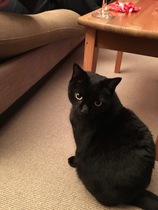 I've decided I don't really like cats