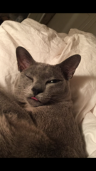 Is it just me or is my cat smiling?