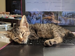 Boy or girl kitty?