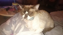 Cats still catting away part 5