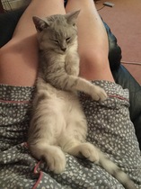 What I wasn't expecting when I got cats