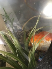 Is my goldfish dying?