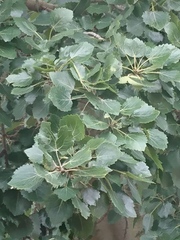 What's this tree?