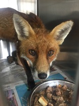To help a mangy scrap of fox UPDATE